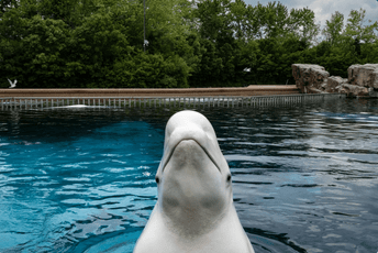 Kanadski park prijeti eutanazijom 30 beluga kitova: Vlada odbila da ih premijesti u Kinu