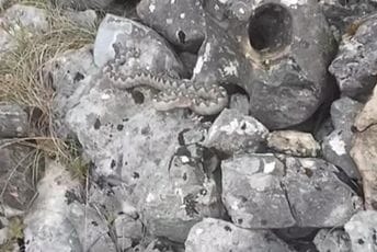 (VIDEO): Poskok uhvaćen u dvorištu škole, danas pušten u prirodu
