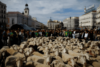 (FOTO/VIDEO) Ulice Madrida preplavili neobični gosti: Više od hiljadu ovaca i koza na festivalu koji se održava od 1994.