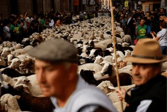 (FOTO/VIDEO) Ulice Madrida preplavili neobični gosti: Više od hiljadu ovaca i koza na festivalu koji se održava od 1994.