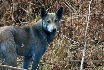 (FOTO) Misteriozni plavi psi viđeni kako lutaju u Černobilu