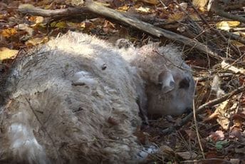 Psi lutalice zaklali tridesetak ovaca i koza u selu kod Bijelog Polja