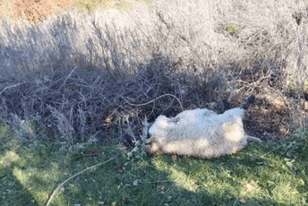 Nikšić: U Velimlju vukovi zaklali više od 20 ovaca