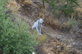 U mediteranskoj šumi: Ova životinja je proteklih dana fotografisana prvi put u istoriji