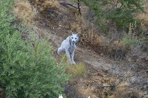 U mediteranskoj šumi: Ova životinja je proteklih dana fotografisana prvi put u istoriji