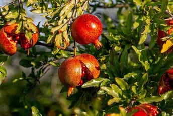 Plod šipka puca, a kiša nije jedini razlog za to
