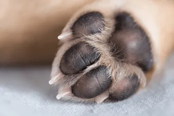 Jočić i "Kuća životinja": U Podgorici seksualno zlostavljan pas, snimak dijeljen na Telegramu