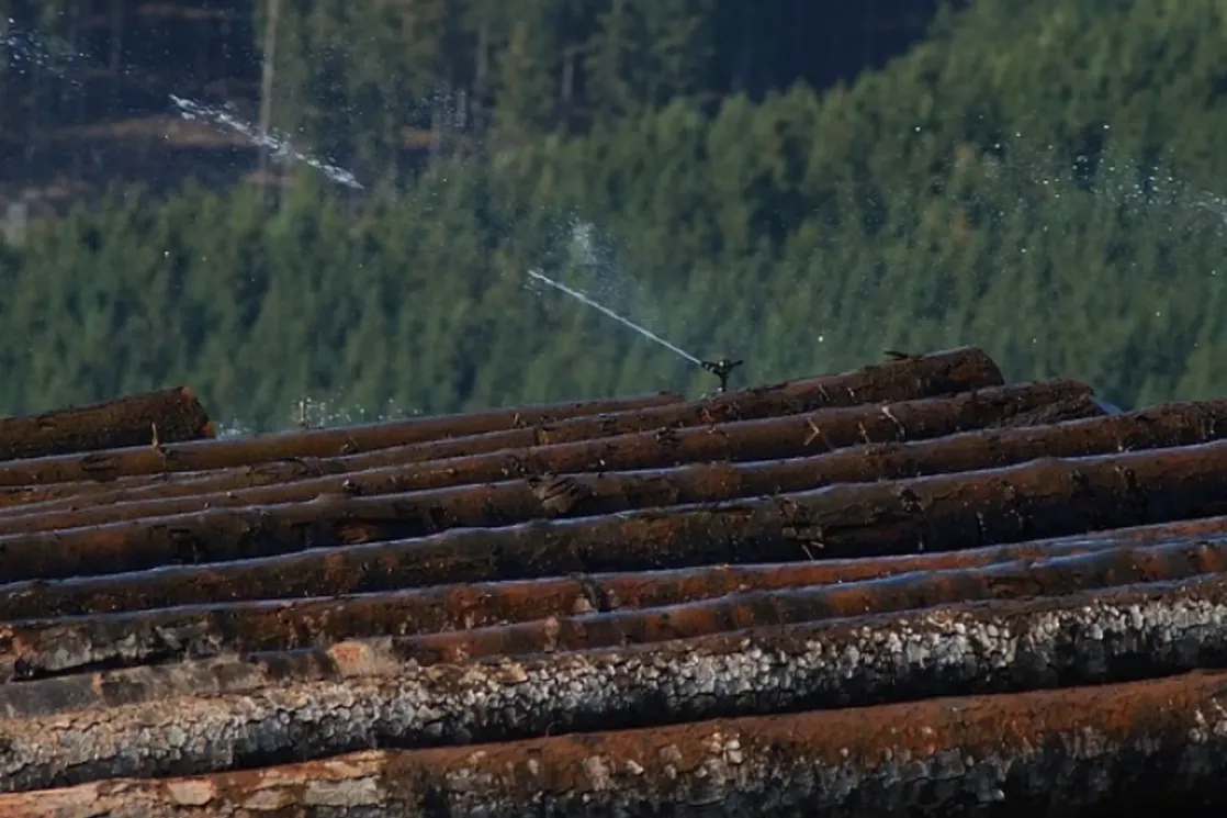 Berane: Krivične prijave protiv  dvije osobe zbog šumske krađe