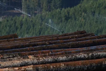 Smatraju da ima privilegovanih: Drvoprerađivači Rožaja i Berana traže od SDT provjeru javnog poziva za prodaju šuma
