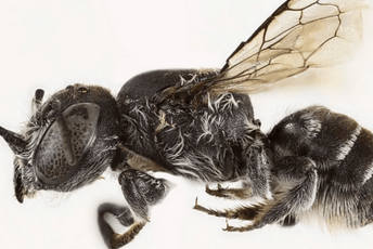 U Australiji otkrivena nova vrsta pčela, zbog neobičnih rogova dobila ime "Lucifer"