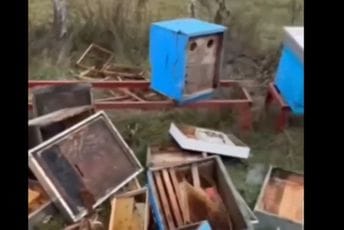(VIDEO) Plav: Medvjed uništio pčelinjak u selu Brezojevice