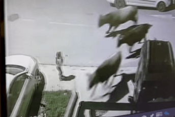 (VIDEO) Tivat: Lutajuća stoka umalo pregazila dijete