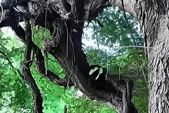 Znate li gdje se nalazi najstarija vinova loza na planeti (VIDEO)