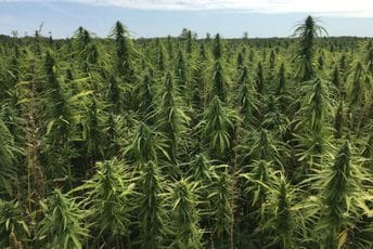 Na udaru industrija vrijedna 28 milijardi dolara: SAD zakonom zabranjuje gotovo sve proizvode od konoplje