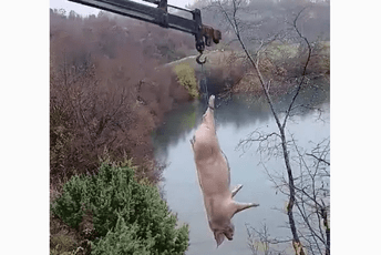 Nikšić: Nakon više od 10 dana uklonjena uginula svinja na Gornjepoljskom Viru