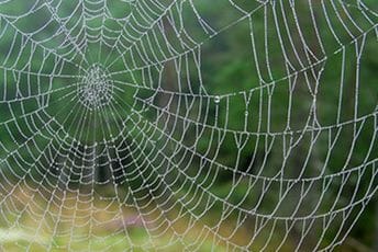 Naučnici otkrili džinovsku paukovu mrežu sa oko 111 hiljada paukova: Nalazi se na u pećini na granici između Grčke i Albanije