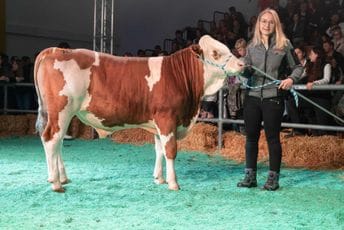 (VIDEO) Bik na aukciji prodat za nevjerovatan iznos: Novi vlasnik iskeširao 146 hiljada eura