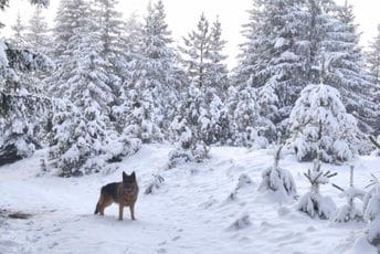 (FOTO) Pogledajte čarobne prizore zimske idile na Žabljaku i okolini