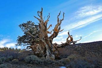 Evo gdje se nalazi najstarije drvo na svijetu: Njegova lokacija godinama je bila strogo čuvana tajna
