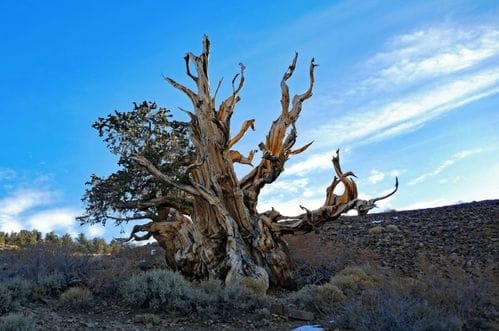 Evo gdje se nalazi najstarije drvo na svijetu: Njegova lokacija godinama je bila strogo čuvana tajna