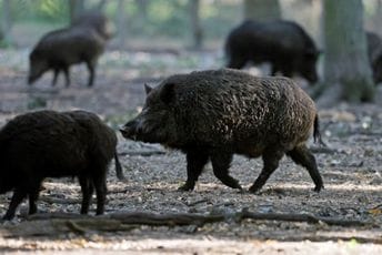 U Španiji otkriven prvi slučaj afričke svinjske kuge od 1994.