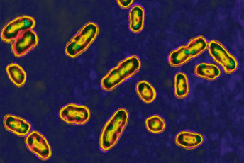 Naučnici vjeruju da su riješili jednu od najvećih zagonetki Crne smrti