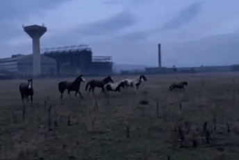 Botun: Kod šatora stigli i konji, tamo će ostati do daljnjeg