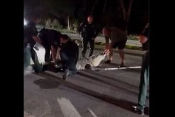 (VIDEO) Nesvakidašnja ackija: Aligator blokirao auto-put, policija intervenisala