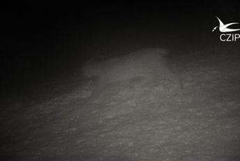 Ris snimljen u Parku prirode Piva