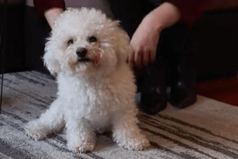 Inspekcija prijeti oduzimanjem terapijskog psa jer laje; Mihajlović: Ne damo Meda, ne ugrožava okolinu