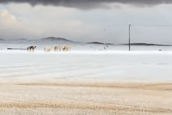 (FOTO/VIDEO) Pao snijeg u Saudijskoj Arabiji: Zimska čarolija u pustinji