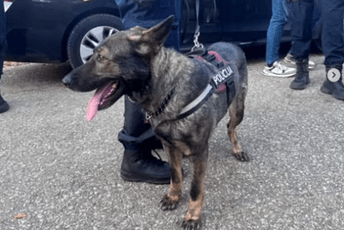 Pas kod njega nanjušio hašiš: Švajcarca udaljili iz Crne Gore