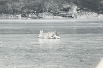 Žabljak: Srna bježeći od vukova ostala da leži na zaleđenom jezeru - spasili je vatrogasci i mještani