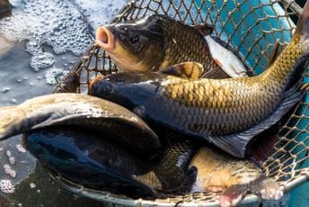 Krap: Delikates autohtone jezerske gastronomije