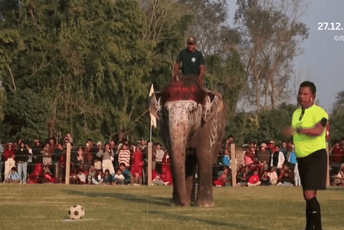 (FOTO) Slonovi u Nepalu zaigrali fudbal: Neobični festival okupio stotine posjetilaca