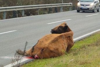 Zeta: Udarena krava od sinoć na putu, službe nemaju mehanizaciju da je sklone