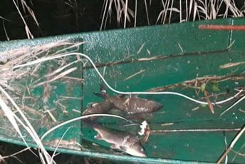 Krivolovci ne miruju ni tokom praznika: Na Skadarskom jezeru četiri osobe ilegalno lovile ribu