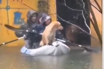 (VIDEO) Humanost na djelu: Pogledajte akciju spašavanja napuštenih pasa u Nikšiću