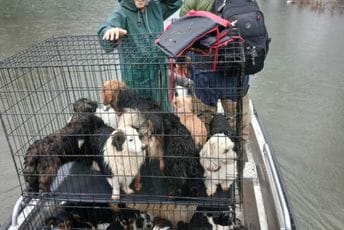Lužnica: Evakuisani psi, ali i ljudi koji nijesu htjeli da idu dok ljubimci ne budu izbavljeni