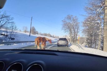 Oprezno prema Žabljaku: Konji bez nadzora šetaju magistralnim putem