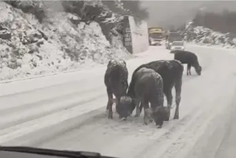 Pažljivo ka Budvi: Goveda na putu dodatno otežavaju saobraćaj