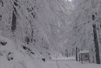 Zbog nevremena i snijega: NP Biogradska gora zatvoren za posjetioce