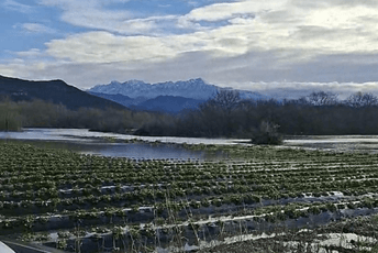 Skadarsko jezero plavi imanja: U Podhumu zasadi jagoda pod vodom