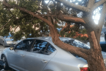 Jak vjetar obarao stabla u Baru