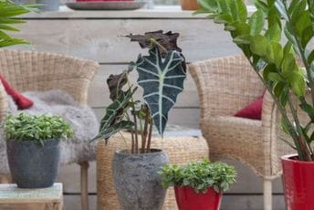 Ove sobne biljke odlično podnose hladnoću