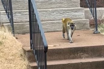 (VIDEO) Nesvakidašnja potjera: Tragaju za grupom majmuna koja luta gradom u Misuriju