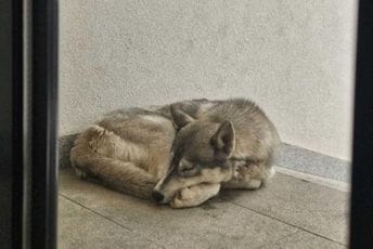 U  Podgorici uhvaćen mješanac vuka i psa