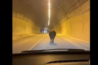 (VIDEO) Kotor: Bik u tunelu Vrmac, vozač u šoku