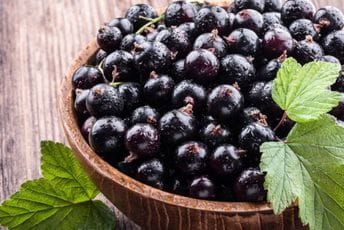 Praktični savjeti za uspješan uzgoj crne ribizle, rekorderke u sadržaju C vitamina