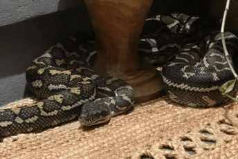 Ušao kroz prozor: Australijanka se probudila sa pitonom na grudima